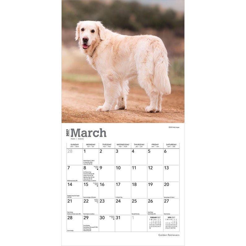 May include: A 2027 wall calendar for the month of March featuring a photograph of a cream-colored Golden Retriever standing on a dirt path. The calendar grid displays the days of the month with small text for holidays and lunar phases.