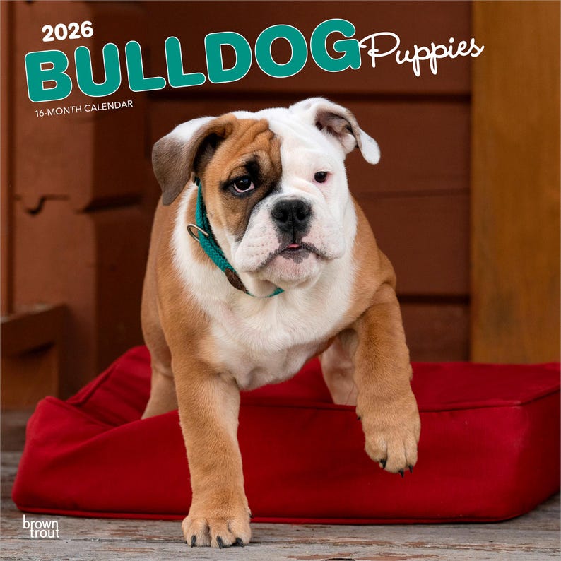 Puede incluir: Un calendario de 16 meses de 2026 de Cachorros Bulldog. El calendario presenta un cachorro de bulldog marr&oacute;n, blanco y canela con un collar turquesa, de pie sobre una cama roja para perros. El fondo es marr&oacute;n.