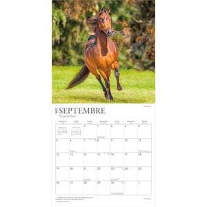 May include: A 2027 wall calendar page for September featuring a photograph of a brown horse galloping across a green field. The calendar grid displays the days of the month in French and English, with the year 2027 and the month name SEPTEMBRE.