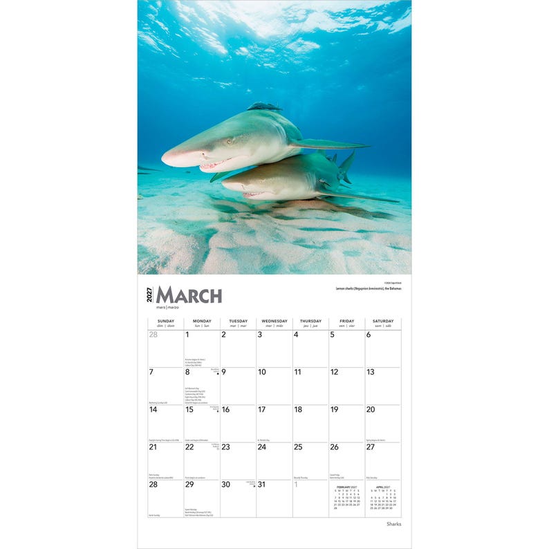 Puede incluir: Un calendario de pared para marzo de 2027 con una fotograf&iacute;a de dos tiburones lim&oacute;n nadando sobre un fondo marino arenoso. La cuadr&iacute;cula del calendario muestra los d&iacute;as de la semana y las fechas de marzo de 2027, con peque&ntilde;os calendarios.