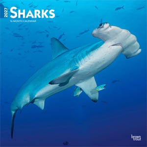 Puede incluir: Un calendario de 16 meses para 2027 titulado SHARKS que muestra un gran tibur&oacute;n martillo nadando en agua azul profundo. La portada muestra el texto 2027 SHARKS 16-MONTH CALENDAR y la marca brown trout en la esquina inferior derecha.