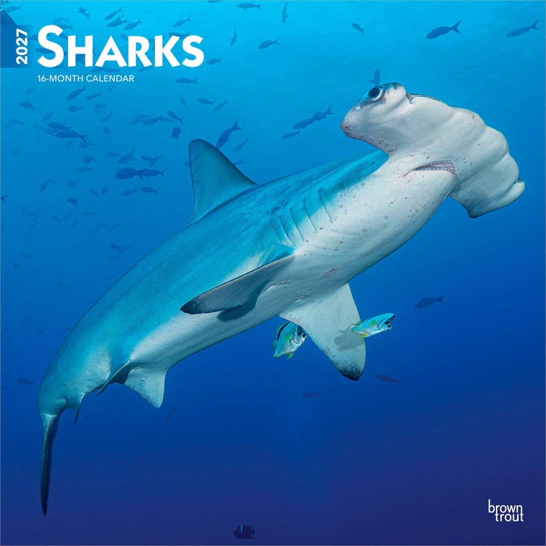 Puede incluir: Un calendario de 16 meses para 2027 titulado SHARKS que muestra un gran tibur&oacute;n martillo nadando en agua azul profundo. La portada muestra el texto 2027 SHARKS 16-MONTH CALENDAR y la marca brown trout en la esquina inferior derecha.