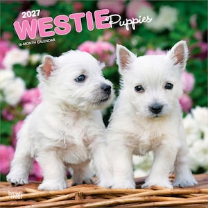 Cachorros de West Highland White Terrier / Calendario de pared mensual cuadrado de 30 x 60 cm (para colgar) de 2027 / Sin plástico / BrownTrout / Animales Perro