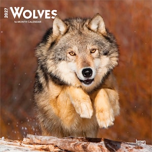 May include: A 2027 16-month calendar titled WOLVES featuring a photograph of a gray and tan wolf leaping over a fallen log. The wolf has amber eyes, a black nose, and thick fur. The background is a blurred, warm-toned natural landscape.