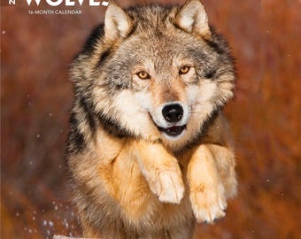 Puede incluir: Un calendario de 16 meses para 2027 titulado WOLVES que muestra la fotografía de un lobo gris y bronceado saltando sobre un tronco. El lobo tiene ojos color ámbar, nariz negra y pelaje espeso. El fondo es un paisaje natural desenfocado.