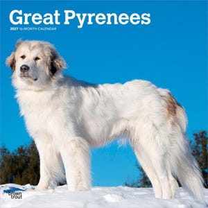 May include: A 2027 16-month calendar titled Great Pyrenees featuring a large white dog with light brown markings on its ears and tail, standing in snow against a bright blue sky. The text Great Pyrenees and 2027 16-month calendar are printed.