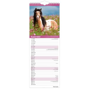 May include: A wall calendar for March 2027 featuring a photograph of a brown and white pinto horse with a black mane standing in a field of pink and white cosmos flowers. The calendar grid lists the days of the month with a white background.