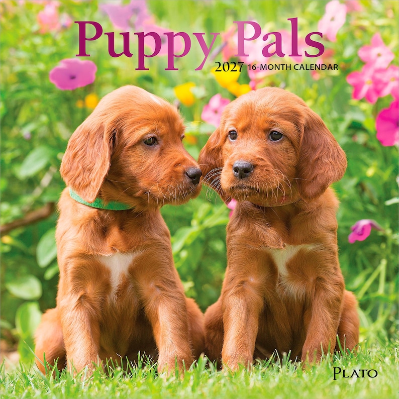 Puede incluir: Un calendario de 16 meses para 2027 titulado Puppy Pals que muestra dos cachorros de Setter irland&eacute;s con pelaje marr&oacute;n rojizo y manchas blancas en el pecho, sentados en un jard&iacute;n con flores rosas y amarillas. El texto Puppy Pals 2027 16-MONTH CALENDAR es visible.