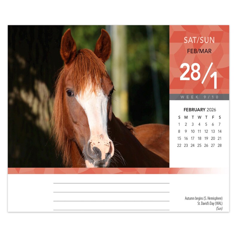 Op de afbeelding: Een bureaukalender met een foto van een bruin paard. De kalender toont de datum 28/1, februari 2026, en een weekkalender. De onderkant van de kalender heeft lijnen voor notities en tekst met de tekst "Herfst begint (Z. Halfrond) St. David's Day (WAL) (Zo)".