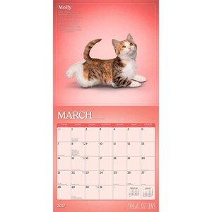 Puede incluir: Un calendario de pared de 2027 titulado Yoga Kittens que muestra un gatito calic&oacute; en la p&aacute;gina superior. El mes de marzo se muestra debajo con una cuadr&iacute;cula de fechas. El fondo es un degradado de rosa coral. El texto Molly est&aacute; impreso arriba.