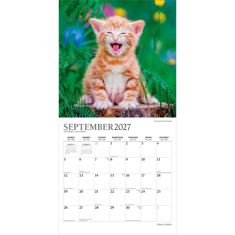 Peut inclure: Un calendrier mural pour septembre 2027 pr&eacute;sentant une photographie d'un chaton tigr&eacute; roux la gueule ouverte, assis sur une souche d'arbre au milieu d'un feuillage vert. La grille du calendrier affiche le mois, l'ann&eacute;e et les jours en noir.
