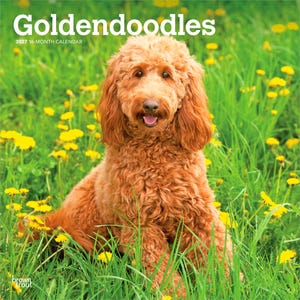 K&ouml;nnte beinhalten: Ein 16-monatiger Kalender f&uuml;r 2027 mit dem Titel Goldendoodles, der ein Foto eines lockigen, goldbraunen Goldendoodle-Hundes zeigt, der in einem Feld aus gr&uuml;nem Gras und gelben L&ouml;wenzahnbl&uuml;ten sitzt. Der Text BrownTrout steht unten links.