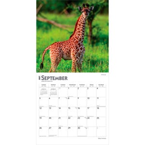 Pode incluir: Uma p&aacute;gina de calend&aacute;rio de parede para setembro de 2027 com uma fotografia de uma girafa jovem com pelagem de padr&atilde;o castanho e branco em p&eacute; num campo de erva verde. A grelha do calend&aacute;rio mostra os dias do m&ecirc;s com texto preto num fundo branco.