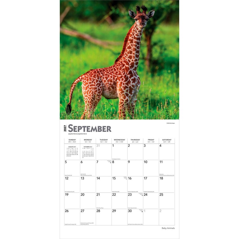 Pode incluir: Uma p&aacute;gina de calend&aacute;rio de parede para setembro de 2027 com uma fotografia de uma girafa jovem com pelagem de padr&atilde;o castanho e branco em p&eacute; num campo de erva verde. A grelha do calend&aacute;rio mostra os dias do m&ecirc;s com texto preto num fundo branco.
