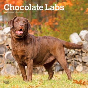 Może przedstawiać: 16-miesięczny kalendarz na 2027 rok zatytułowany Chocolate Labs, przedstawiający zdjęcie brązowego labradora retrievera stojącego na trawiastym terenie ze stosem kłód w tle. Tekst Chocolate Labs jest wydrukowany w górnej części kalendarza.