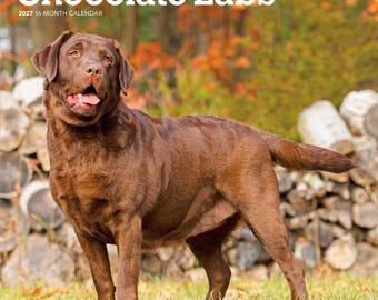 Chocolate Labrador Retrievers | 2027 12 x 24 Inch (Hanging) Monthly Square Wall Calendar | Plastic-Free | BrownTrout | Animals Dog Breeds