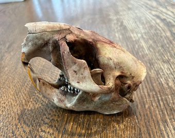 May include: A close-up of a light brown animal skull with teeth visible. The skull is on a wooden surface.