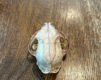 May include: A cat skull, pale in color, with visible sutures and eye sockets. The skull is positioned on a wooden surface, showcasing the natural bone structure and details.