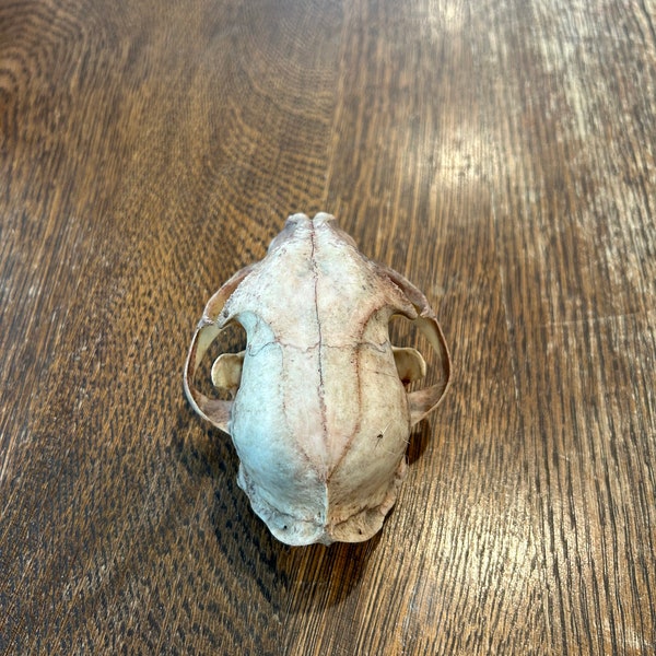 Large beetle cleaned bobcat skulls