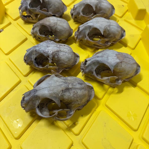 7 Craft grade beetle cleaned bobcat skulls