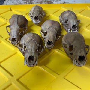 Craft grade badger skulls