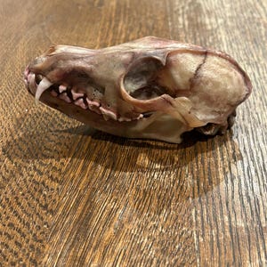 May include: A close-up of a cleaned animal skull with visible teeth. The skull is light brown with pink teeth and is resting on a wooden surface.