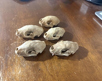 5 pack of beetle cleaned skunk skulls