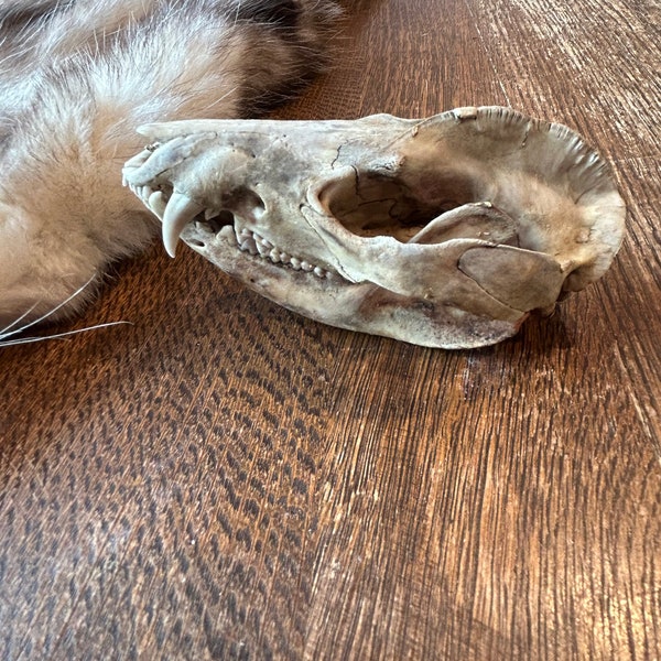 Extra large beetle cleaned opossum skull