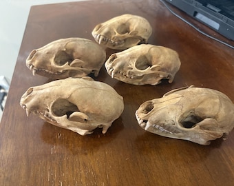 5 pack of beetle cleaned raccoon skulls A grade