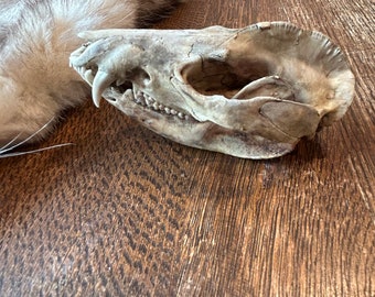 Large beetle opossum skulls