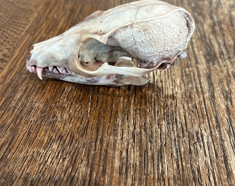 Beetle cleaned grey fox skull
