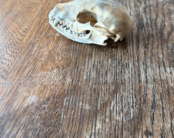 beetle cleaned raccoon skull