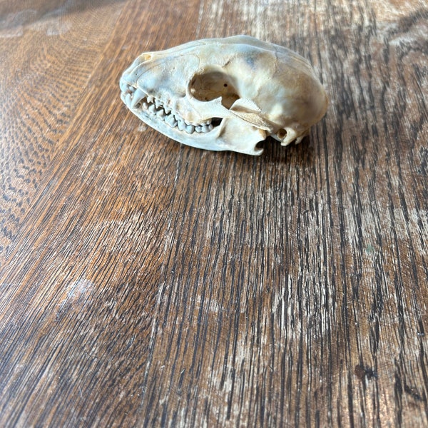 beetle cleaned raccoon skull