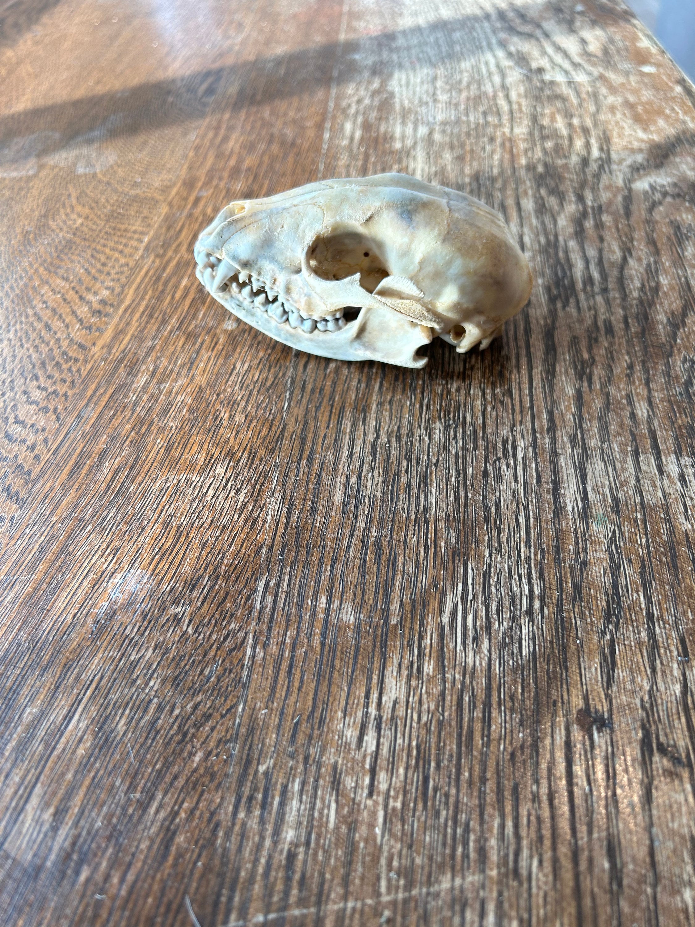 beetle cleaned raccoon skull