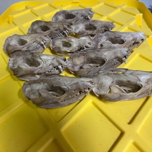 May include: A collection of animal skulls, likely from a small mammal, arranged on a bright yellow plastic tray. The skulls are off-white with visible teeth and bone structure, suggesting a natural history or taxidermy theme.