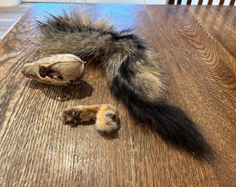 Beetle cleaned grey fox skull, tanned tail and mummified foot combo