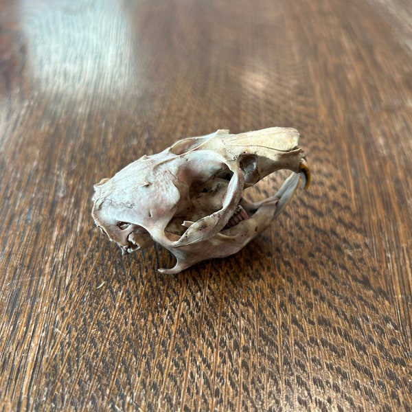 Beetle cleaned muskrat skull