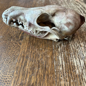 May include: A weathered animal skull, likely canine, with visible teeth and bone structure. The skull is off-white with areas of discoloration, resting on a wooden surface. The details of the eye sockets and nasal cavity are clearly visible.