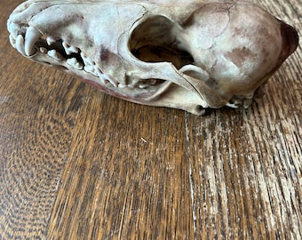 Beetle cleaned coyote skull