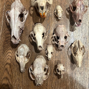 May include: A collection of 11 animal skulls, including a beaver, a fox, and several smaller skulls, arranged on a wooden surface.