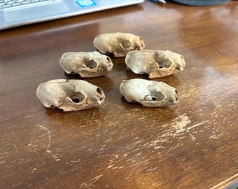 5 craft grade mink skulls