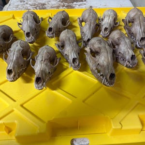 May include: A collection of animal skulls, likely canid, arranged on a bright yellow plastic bin. The skulls are a natural bone color, with visible teeth and eye sockets. The arrangement suggests a focus on natural history or taxidermy.