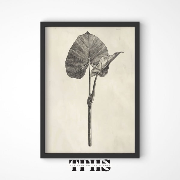 Alocasia amazonica sketch wall art botanical wall decor, home art deco for living room decor and farmhouse, ThePrintedHubStudio BWA-007