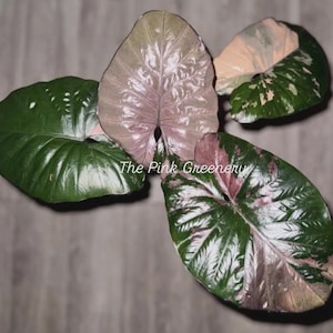 bio saatgut wildblumen Wildblumensamen Mischung online kaufen