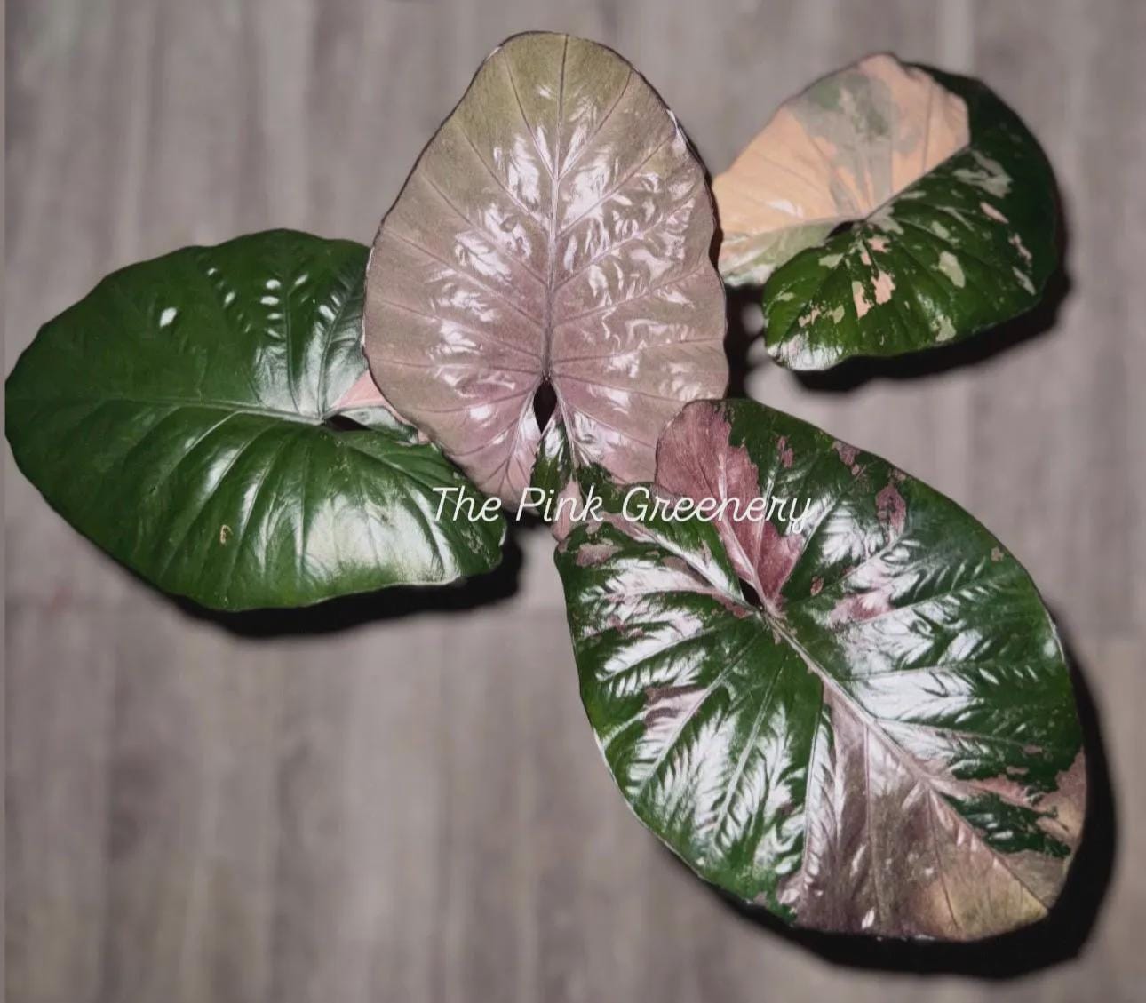 Alocasia Serendipity Pink Variegated - Etsy