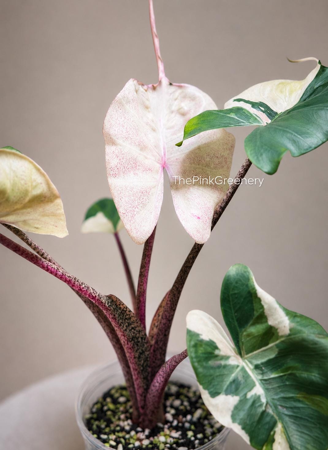 Alocasia Cuprea Pink Albo - Etsy