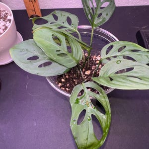 Monstera Adansonii