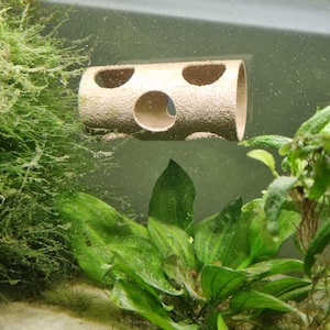 May include: A beige ceramic fish tank decoration with multiple holes. The decoration is submerged in water and surrounded by green plants.