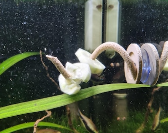 Aquarium terrarium feeding aid, natural-looking shrimp feeder with suction cup or ground anchor - environmentally friendly and sustainable - various colors