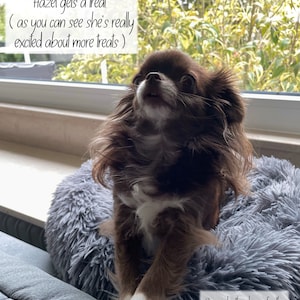 K&ouml;nnte beinhalten: Ein kleiner brauner und wei&szlig;er Chihuahua-Hund sitzt auf einem flauschigen grauen Bett und schaut mit offenem Maul nach oben. Der Hund befindet sich vor einem Fenster mit einer gr&uuml;nen, belaubten Pflanze im Freien. Der Text "With every purchase my dog Hazel gets a treat (as you can see she's really excited about more treats)" ist &uuml;ber dem Hund geschrieben. Der Text "Seriously, thank you for the support (she really gets the treat tho) ❤️" ist unter dem Hund geschrieben.